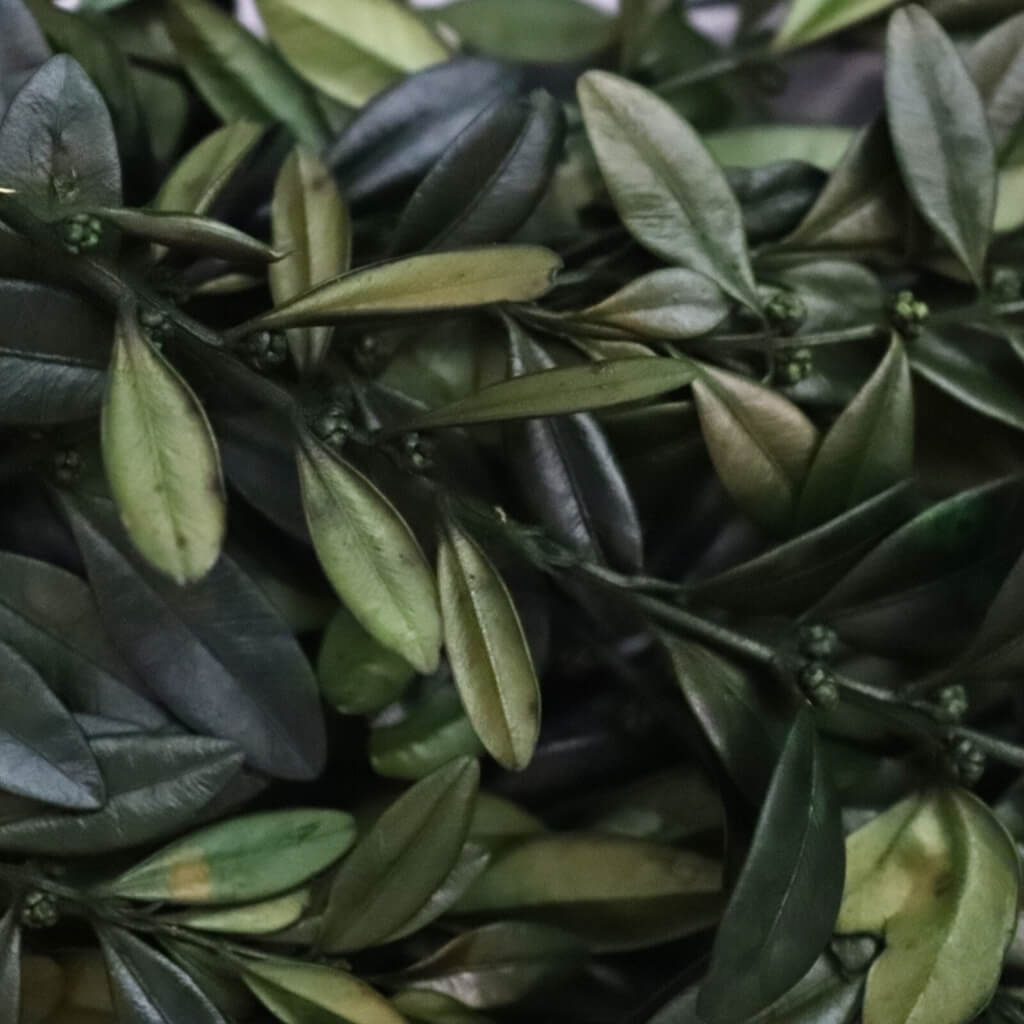 Stabilizovaný Buxus – zelený, box pro aranžování